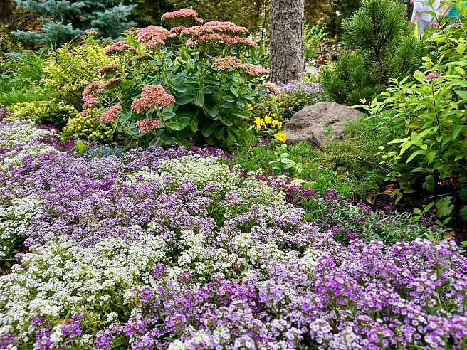 В "Липках" Саратова высадили алиссум