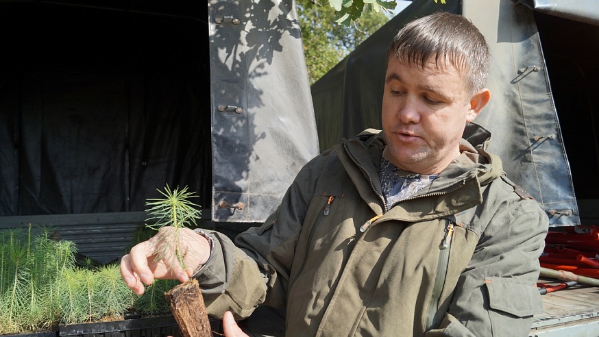В Саратовской области высадили более 2000 саженцев рябины, дуба и сосны