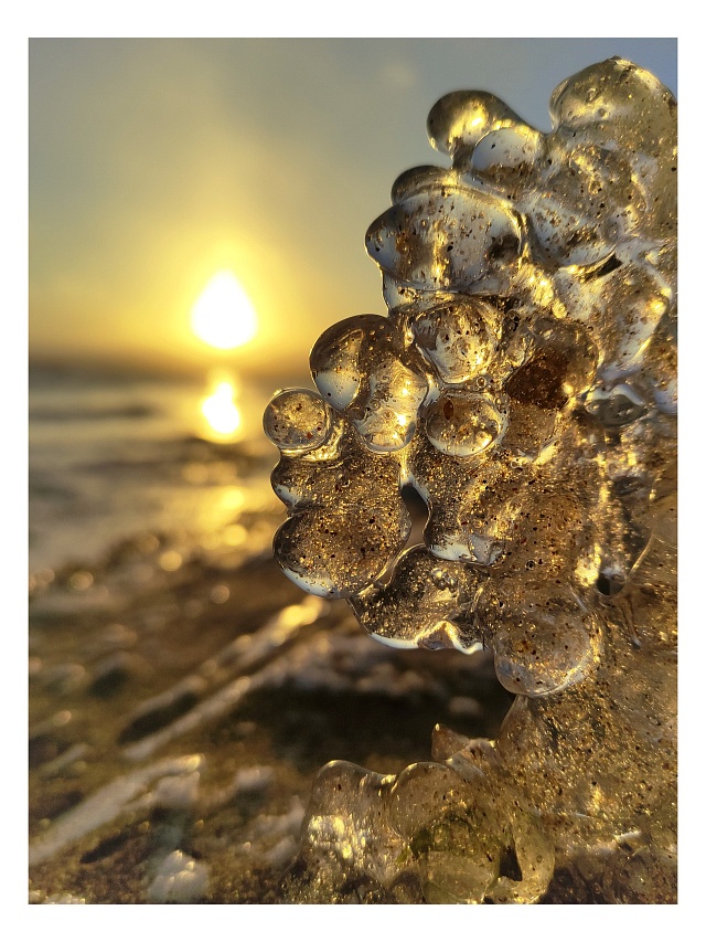 Берег Волги в Саратове усыпали "грозди винограда" 