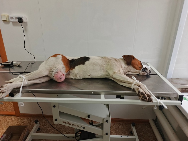 Во время охоты под Саратовом пострадала Лада