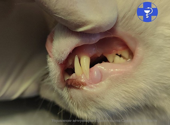 Саратовцам рассказали, как защитить кота от проблем с полостью рта