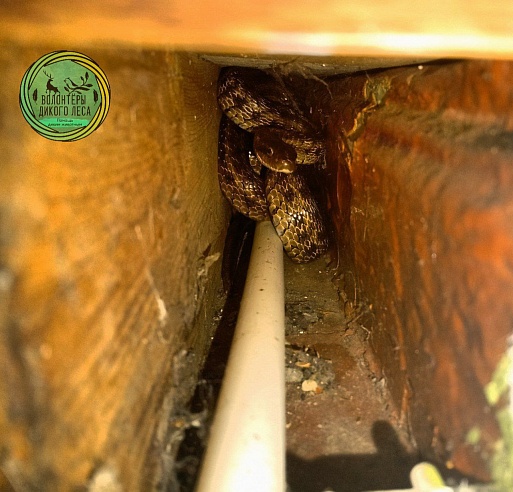 В дом к саратовцам заползла "огромная" змея