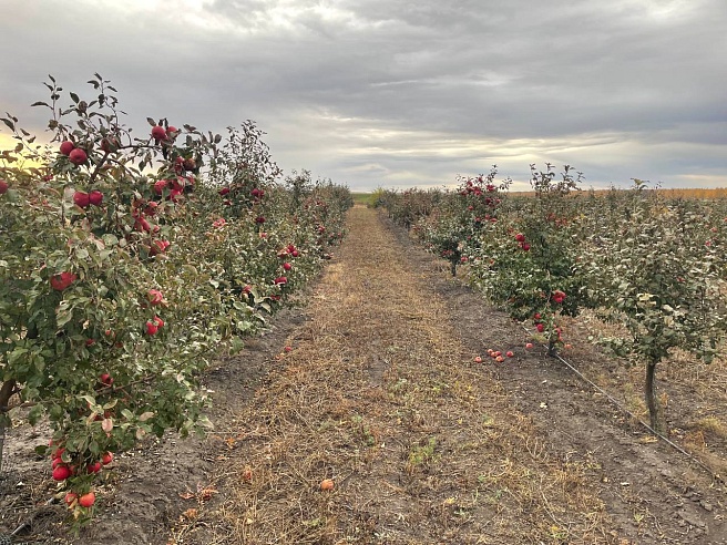 В Петровском районе обсуждают запуск производства яблочного сока