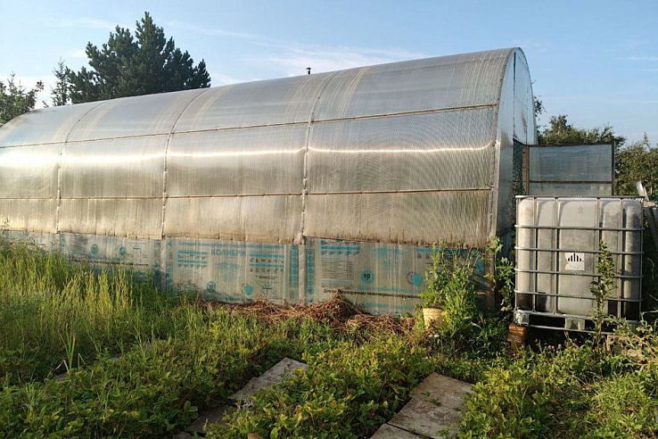 Саратовец вырастил вместе с огурцами 20 кустов конопли