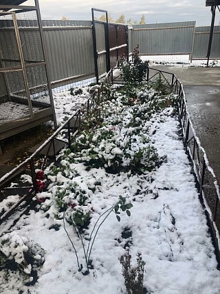В Балашове выпал снег