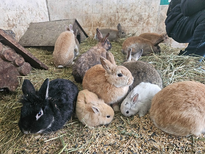 Саратовцам рассказали про енотовидную собаку Мишу и хулигана-песца Федора