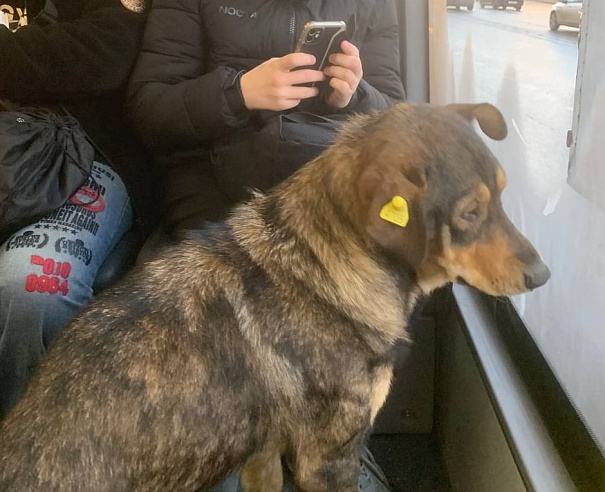 В Саратове пес путешествует по городу на автобусах