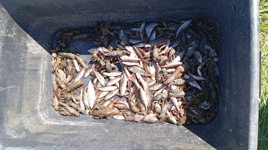В Саратовской области выявили 115 нарушений правил рыболовства