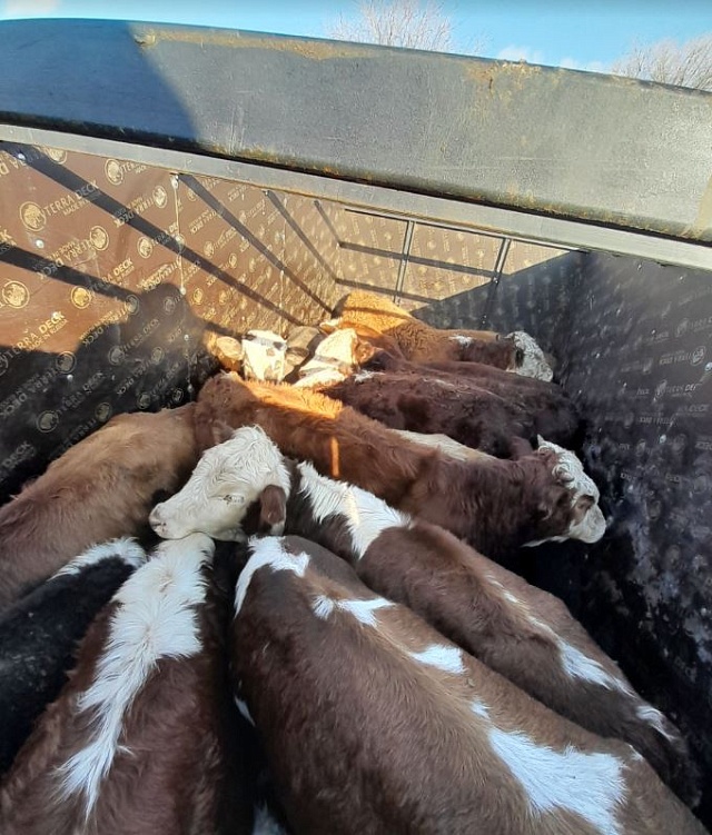 В Краснокутский район  не пустили  16 телят 