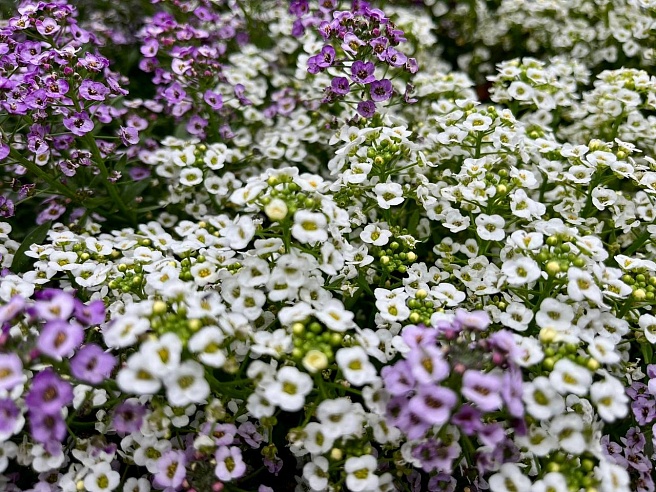 В "Липках" Саратова высадили алиссум