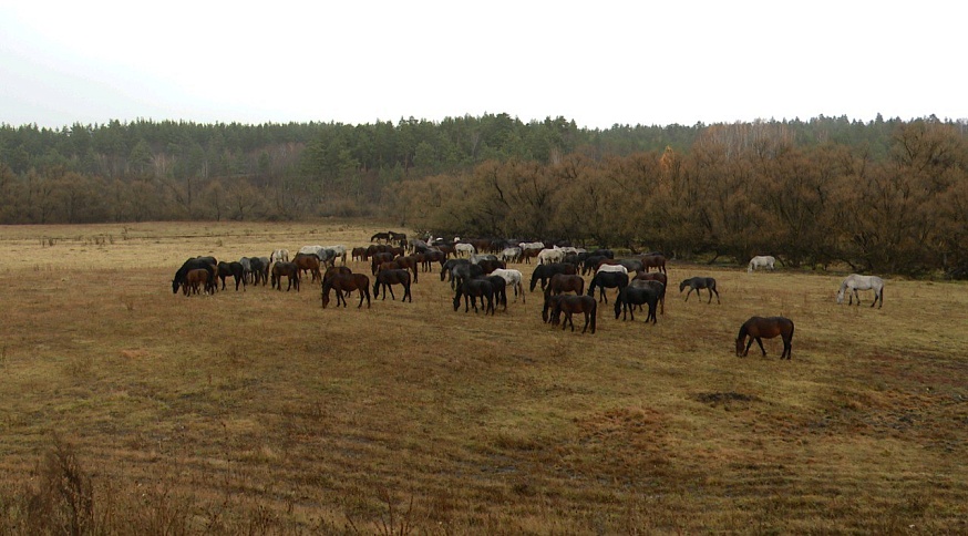 Элитные лошади заработали саратовскому фермеру сотни кубков и медалей 