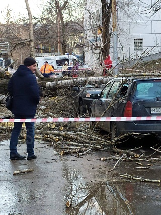 В Ленинском районе старое дерево повредило машины и несколько квартир