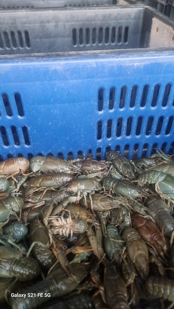 24,8 тысячи живых раков не пропустили в Саратовскую область