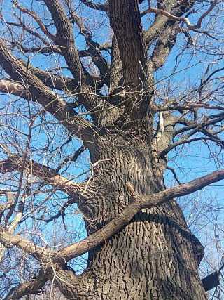 Саратовский дуб попал в реестр самых старых деревьев России