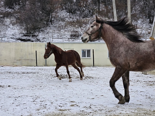 В Саратове нашли символ нового года — "огненную" лошадь