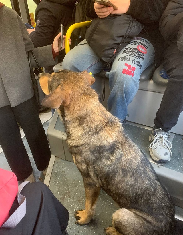 В Саратове пес путешествует по городу на автобусах