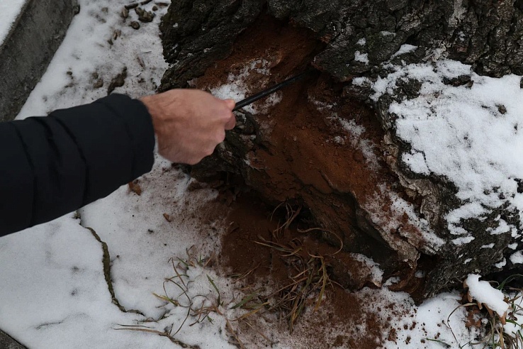 В парке культуры и отдыха им. А.М. Горького срубят 11 деревьев 