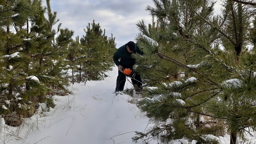 Саратовским журналистам показали заготовку новогодних елок
