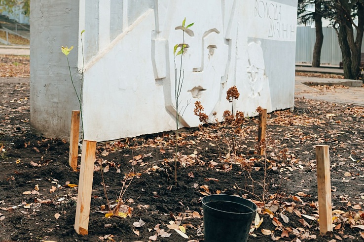 В сквере "Территория детства" высадили новые кустарники