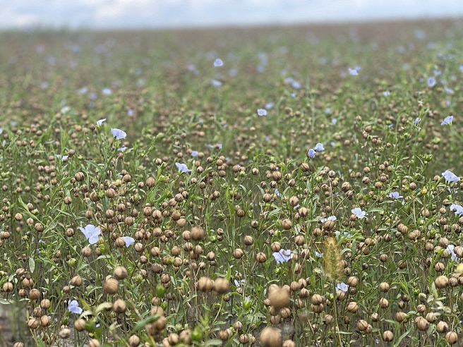 ЗОЖ-масло из саратовского льна поставляют в Москву и другие регионы России