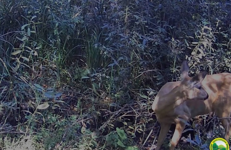 Любопытные лось и косуля изучали фотоловушку биологов на урочище под Саратовом