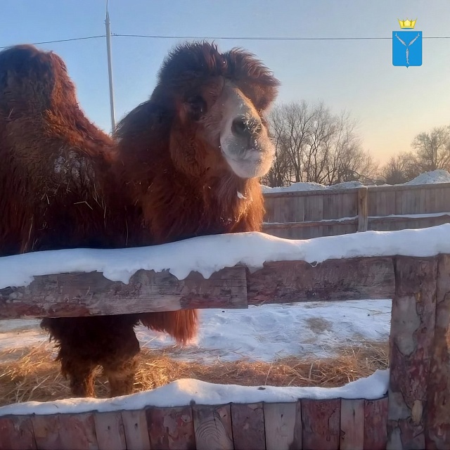 В Саратовской области верблюда Васю обследовали на два опасных заболевания