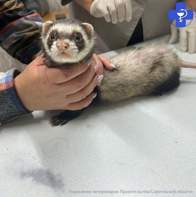 В Аркадаке ветеринары вылечили хорька от облысения