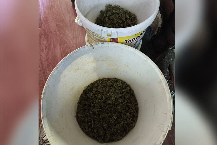 Саратовец вырастил вместе с огурцами 20 кустов конопли