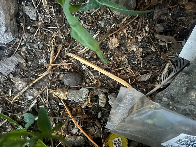 Саратовца поймали на сбыте гашиша