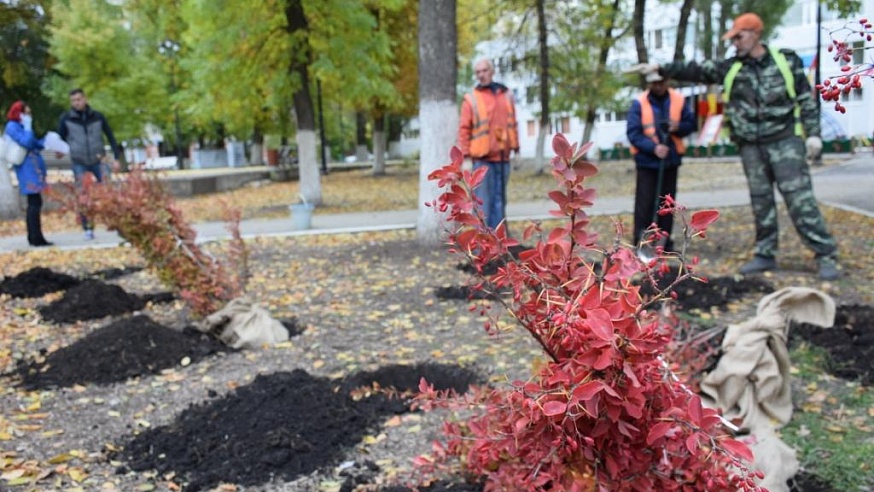 На улицах Саратова высадят две тысячи кустарников