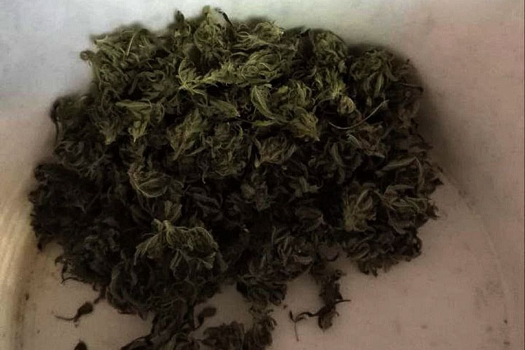 Саратовец вырастил вместе с огурцами 20 кустов конопли