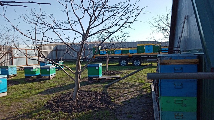 Пчеловоды Саратовской области начали весеннее исследование пчел