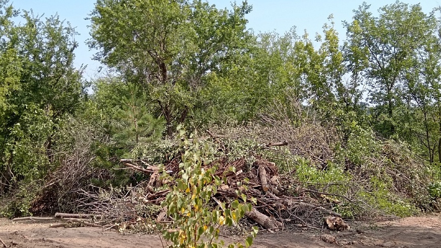 В Парке Победы начали пилить деревья и кустарники