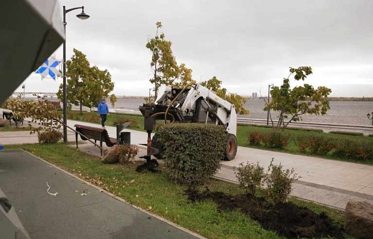В центре Саратова высадят деревья-крупномеры