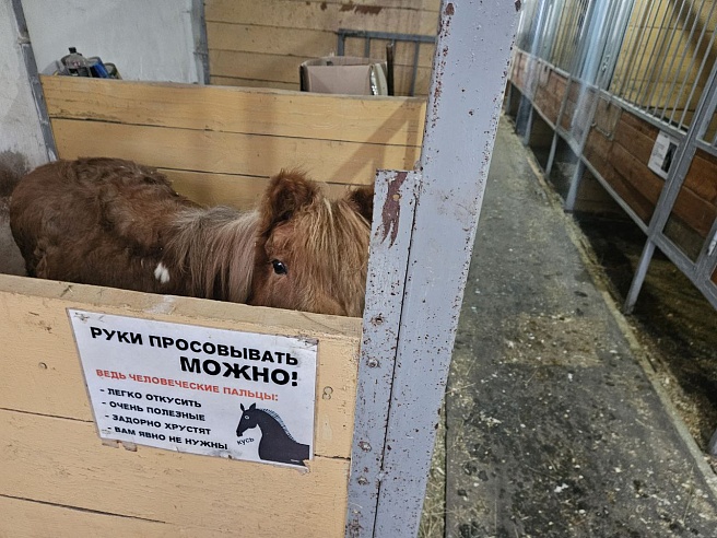 В Саратове нашли символ нового года — "огненную" лошадь