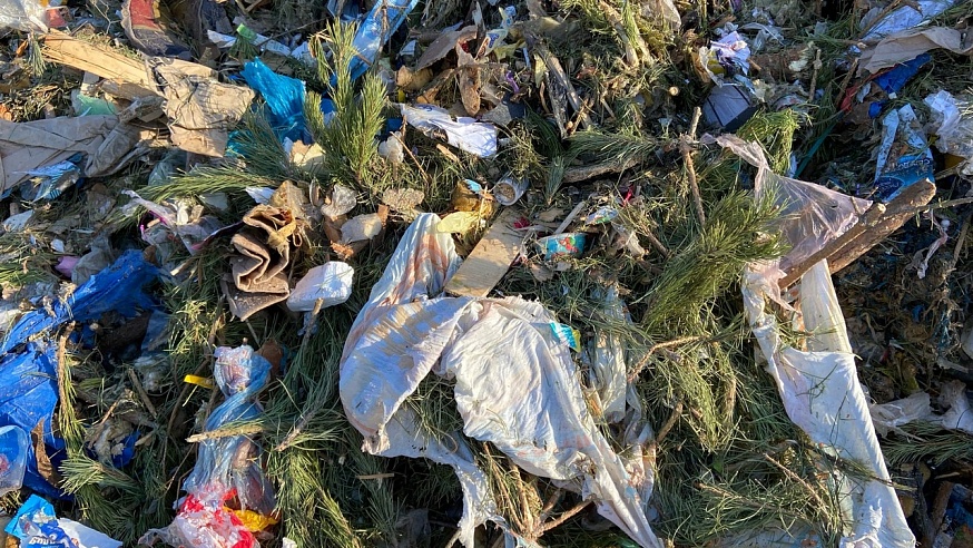 На мусорном полигоне в Энгельсе завели ястребов
