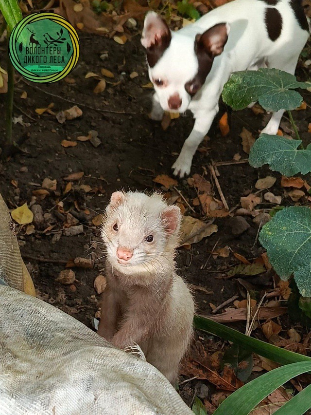 В Саратове волонтеры спасли выброшенного на улицу хорька 