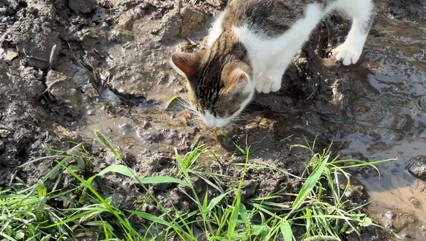 Улица Агрономическая в Саратове две недели тонет в воде: коммунальщики не могут найти порыв