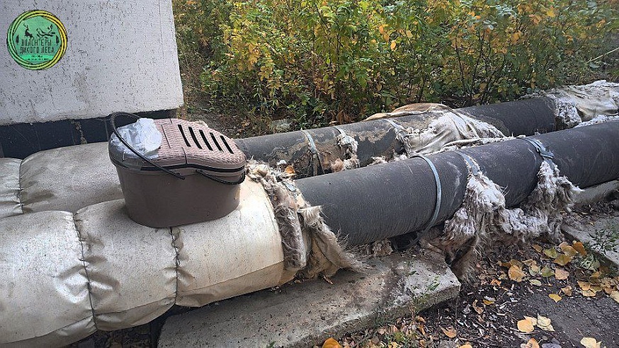 В Саратове волонтеры спасли выброшенного на улицу хорька 