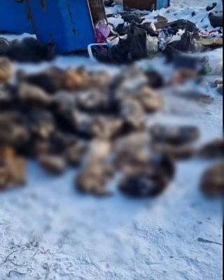 Рядом с саратовским приютом обнаружили десятки трупов кошек и собак