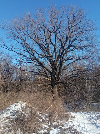 Саратовский дуб попал в реестр самых старых деревьев России