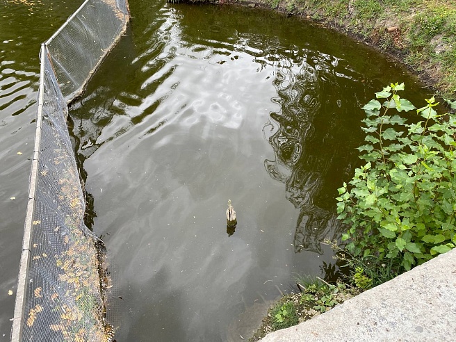 Саратовцы обеспокоены гибелью рыбы в прудах Горпарка