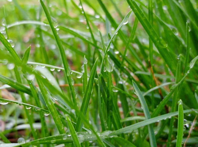 В воскресенье в Саратовской области пройдут небольшие дожди
