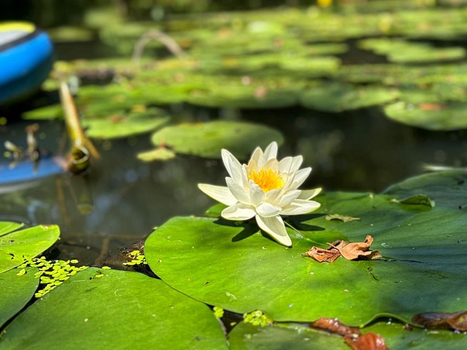 Глава Петровского района осмотрел реку Медведица на сапборде