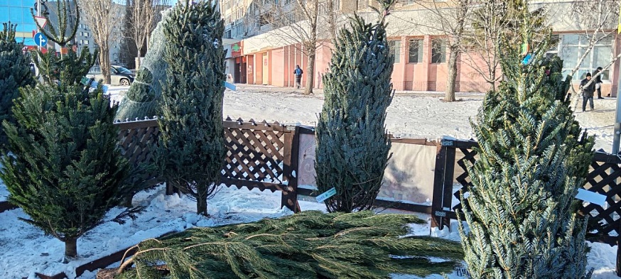 Саратовцам предлагают сосны и пихты от 600 до 50 000 рублей 