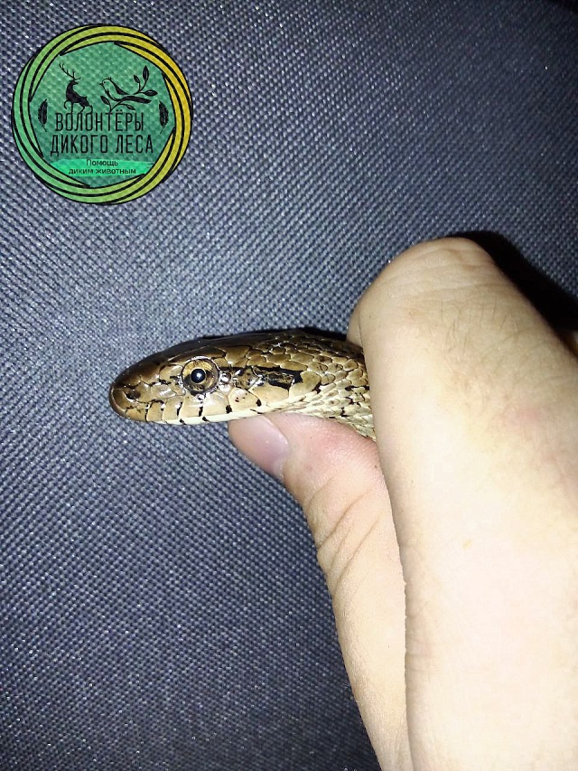 В дом к саратовцам заползла "огромная" змея