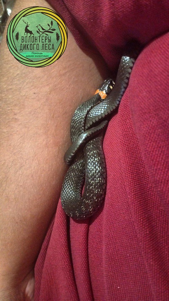 Змея 10 дней пряталась в квартире саратовчанки