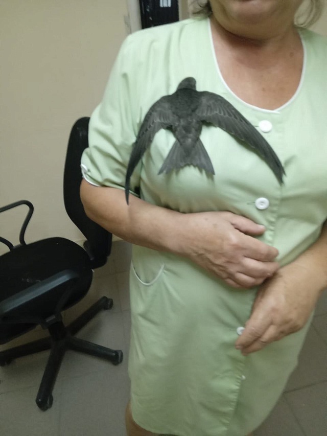 Балаковские врачи выходили истощенного птенца стрижа