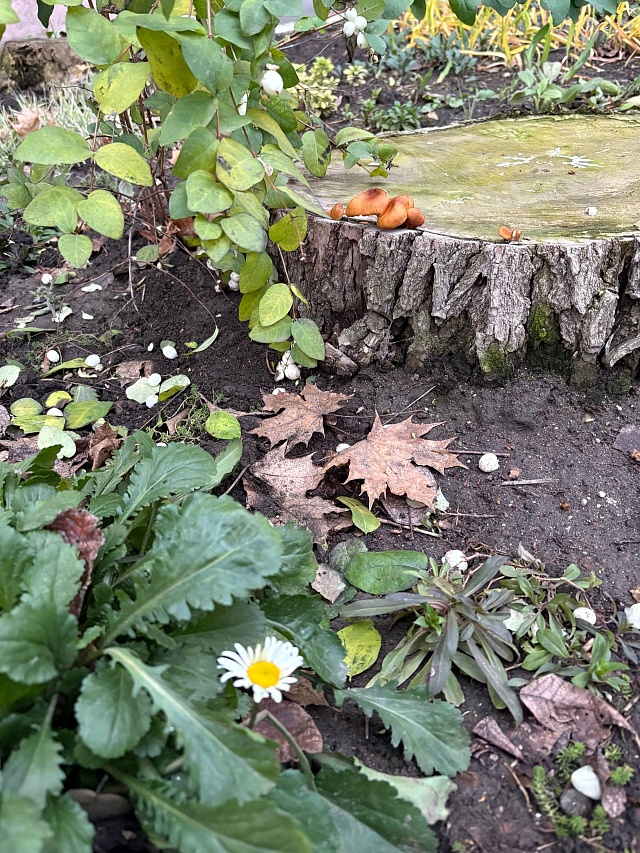 Саратовцы делятся фотографиями "зимнего" урожая