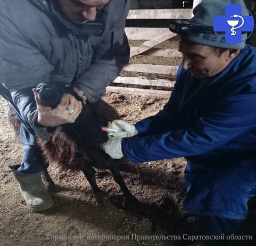 В Ершовском районе взяли кровь у 1000 голов мелкого рогатого скота